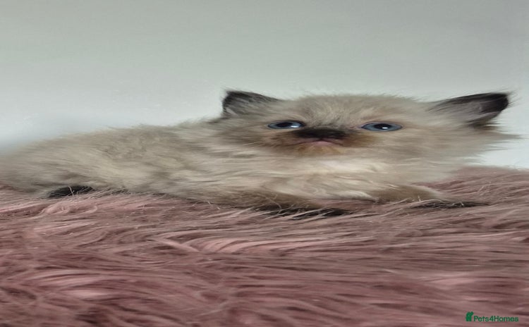 Ragdoll cats - Advert 14