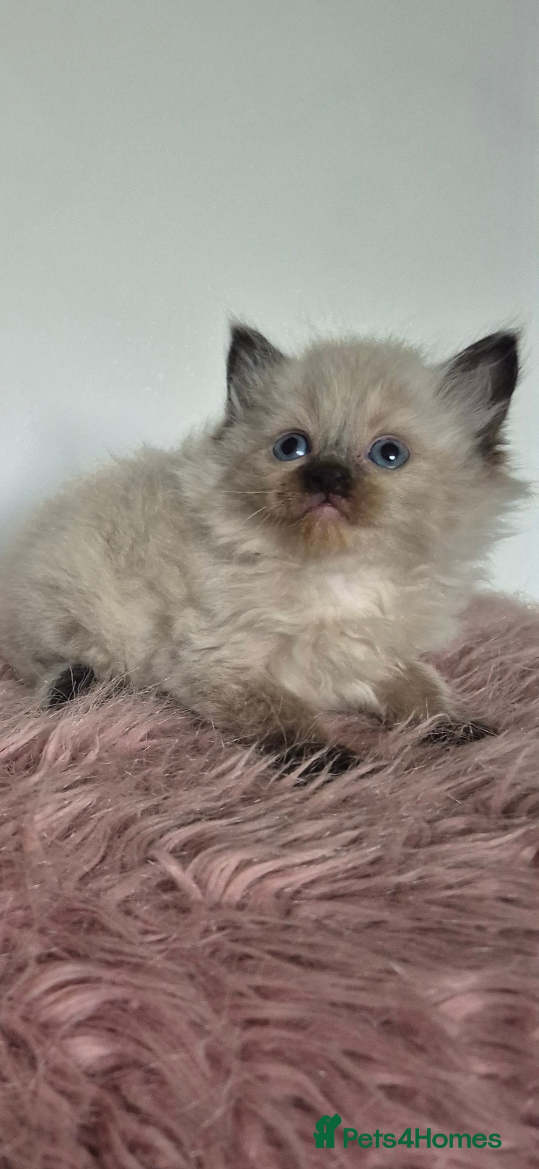 Ragdoll cats for sale: Seal point ragdoll kittens - Image 2
