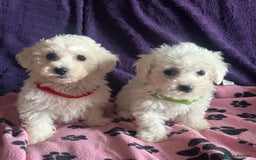 Bichon Frise dogs for sale: Pure bichon frise puppies  - Image 13