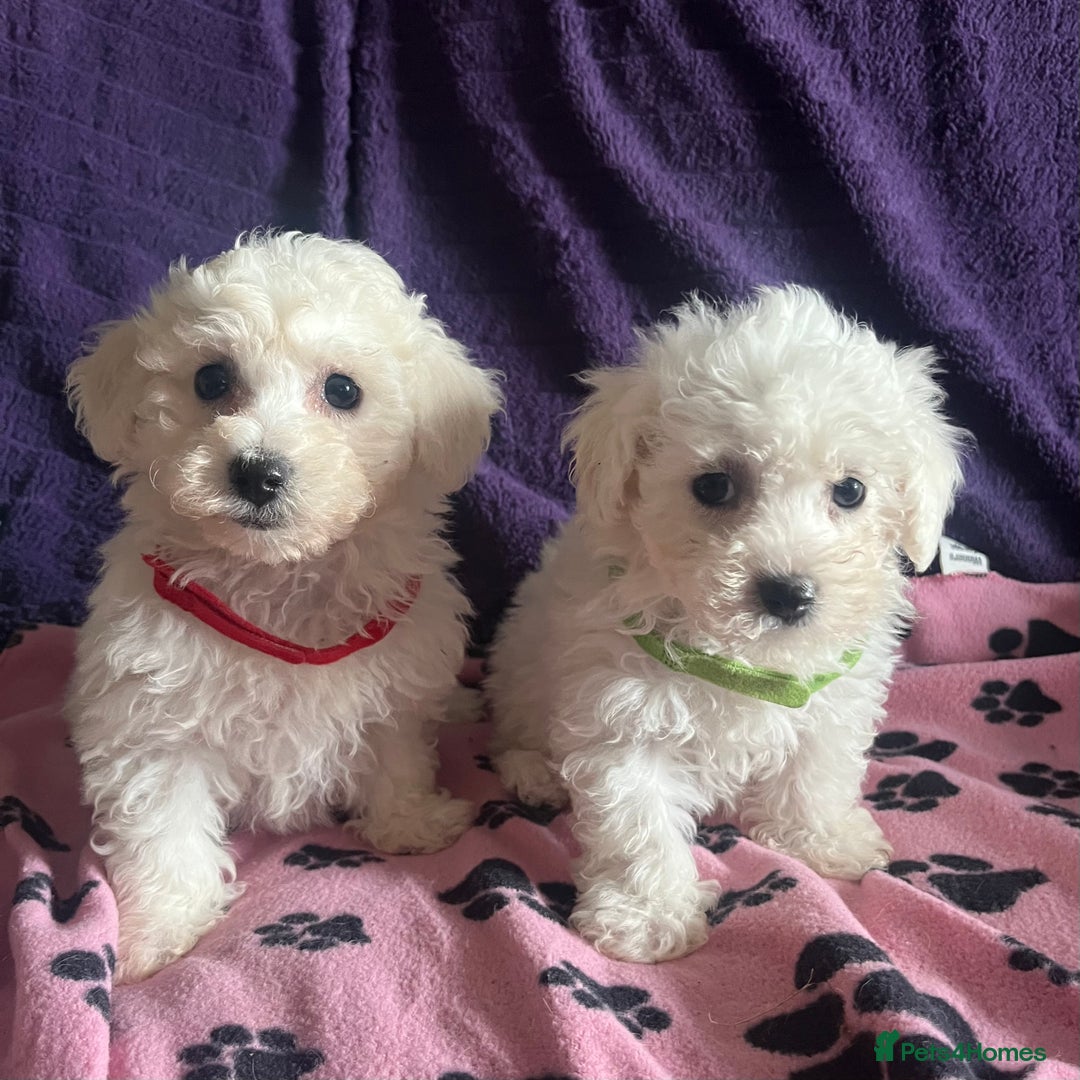 Bichon Frise dogs for sale: Pure bichon frise puppies  - Image 13