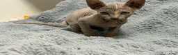 Sphynx cats for sale: 😍Two Beautiful Sphynx Girls😍 - Advert 10