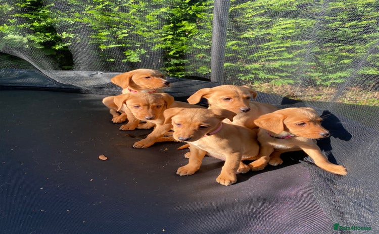 Labrador Retriever dogs - Advert 2