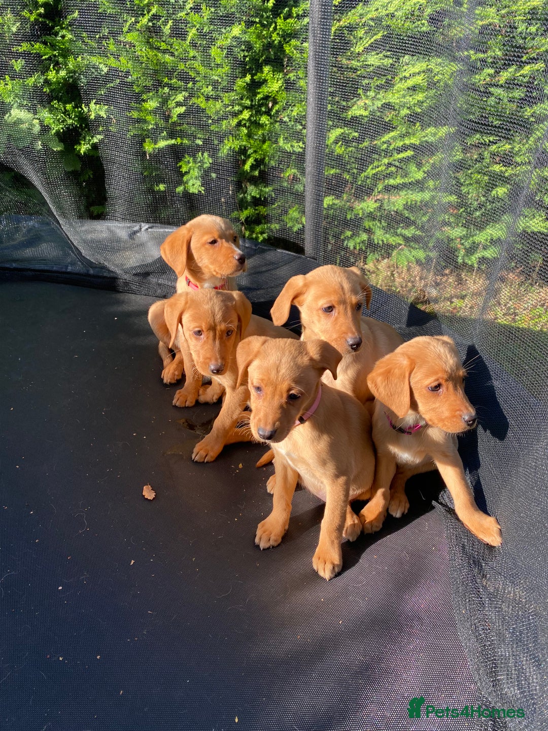 Labrador Retriever dogs for sale: Fox Red lab puppies for sale - Image 1