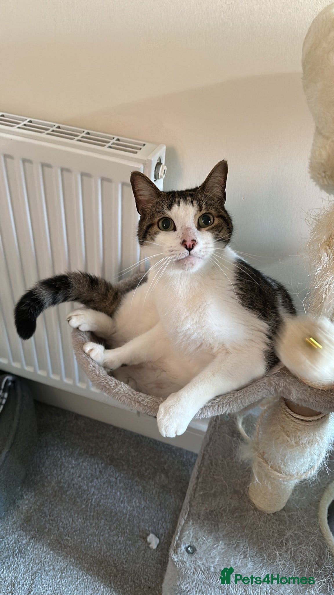 Mixed Breed cats Milo, 7 year old cat needing a forever home.  - Advert 1