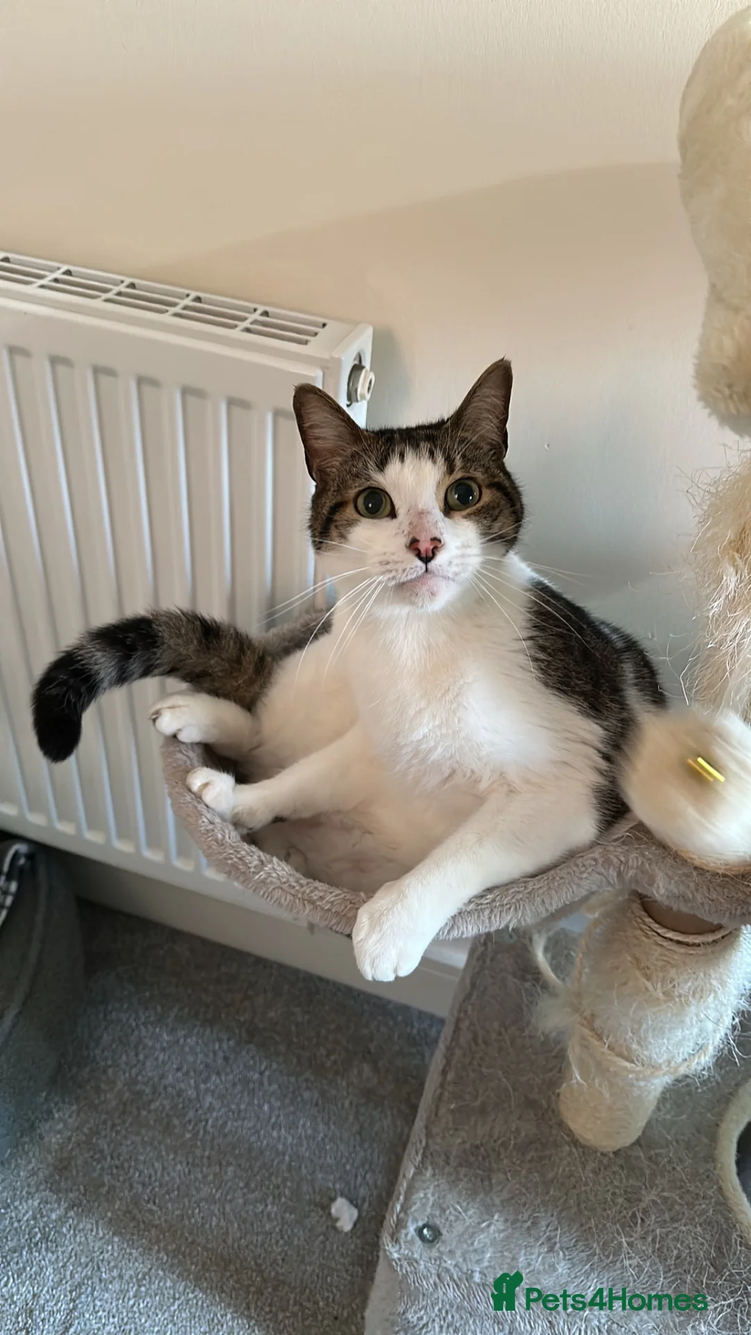 Mixed Breed cats for adoption: Milo, 7 year old cat needing a forever home.  in Witham - Advert 1