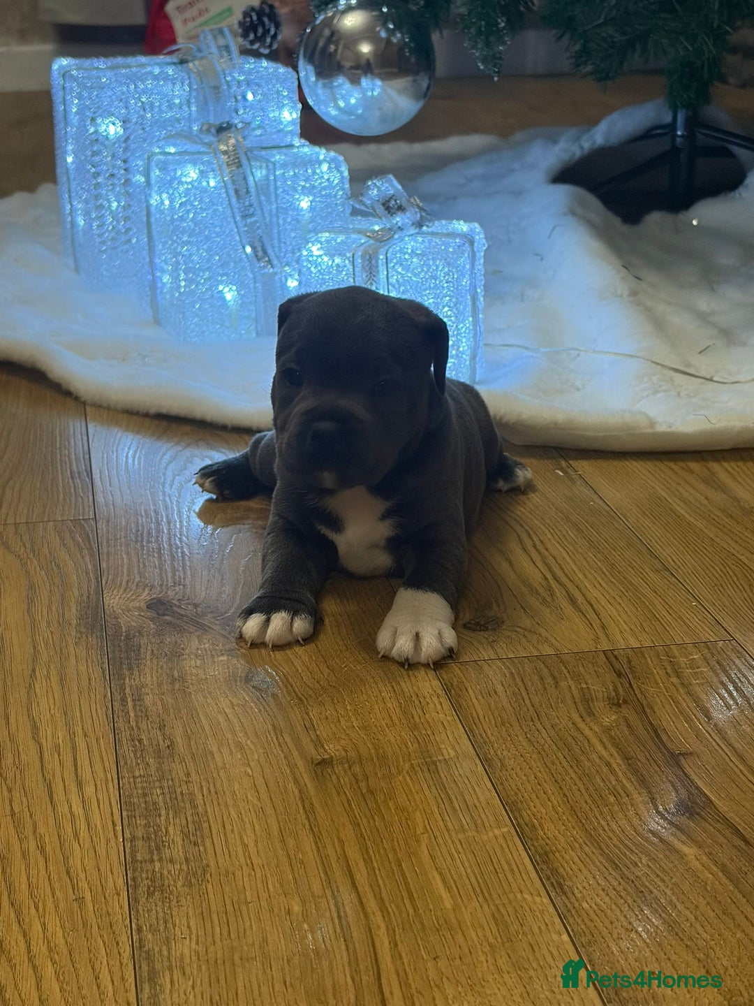 Staffordshire Bull Terrier dogs for sale: Blue Staffordshire bull Terrier pups  - Advert 11