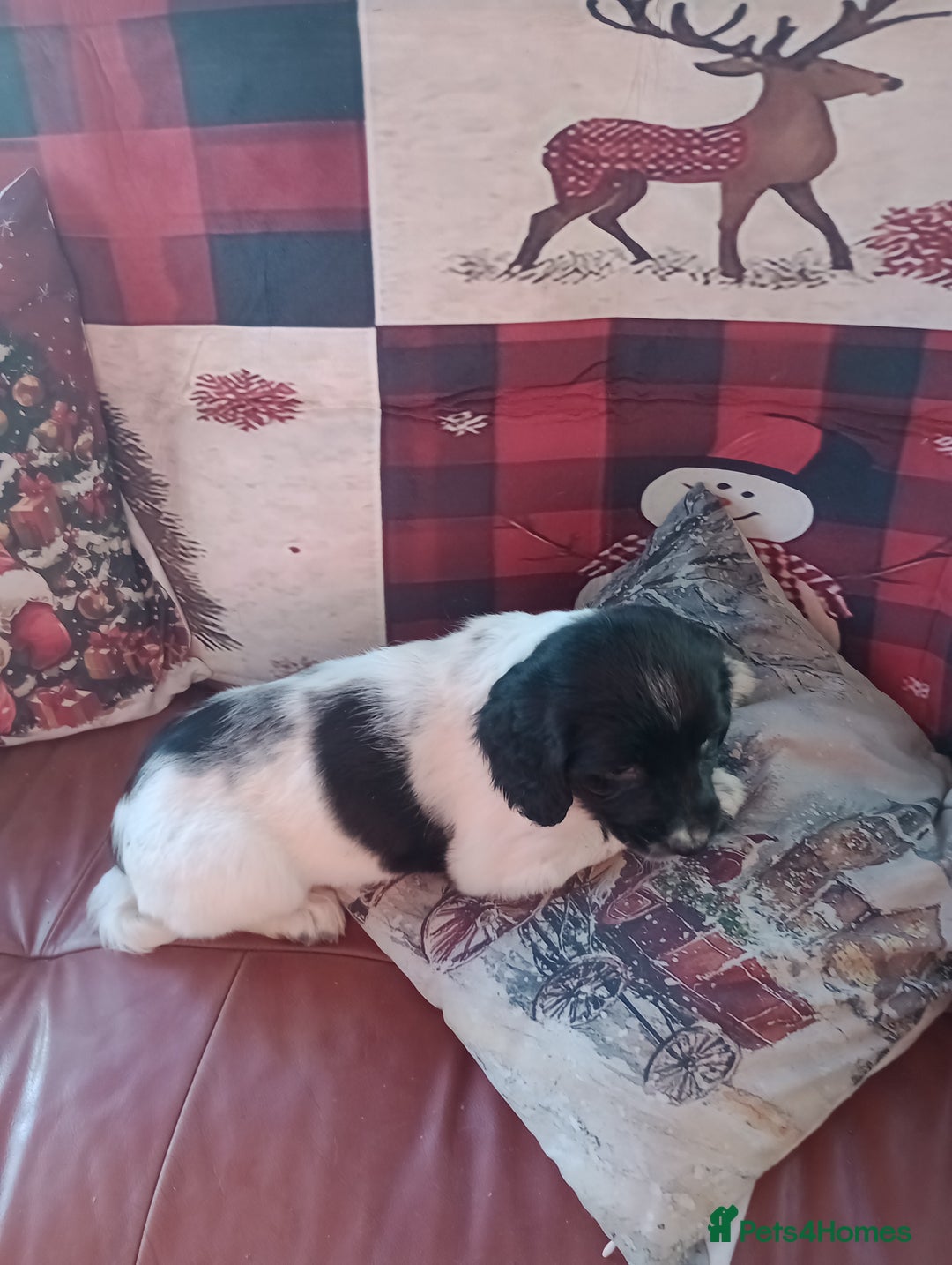 English Springer Spaniel dogs for sale: Adorable English springer spaniels - Advert 19