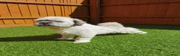 Lhasa Apso dogs for stud:  Krystian Faron  in Peterborough - Advert 2