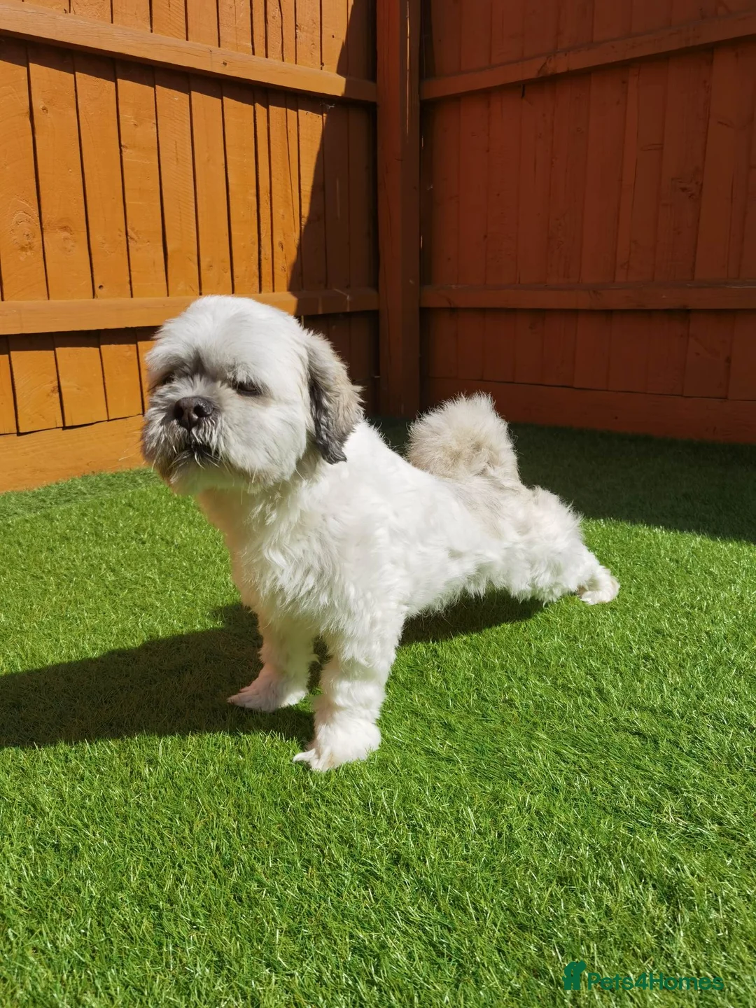 Lhasa Apso dogs for stud:  Krystian Faron  in Peterborough - Advert 2