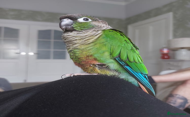 Conures birds - Advert 1