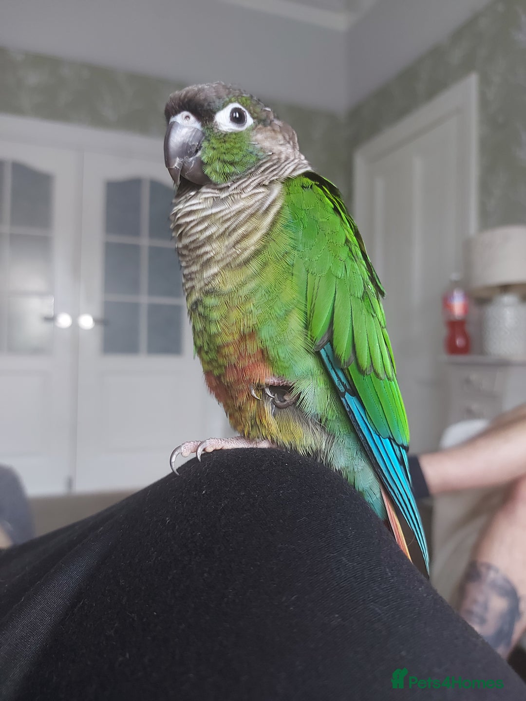 Conures birds for sale: Male conure for sale  - Image 1
