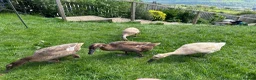 Ducks poultry for sale: Indian runner and khaki camble mixed  - Advert 3