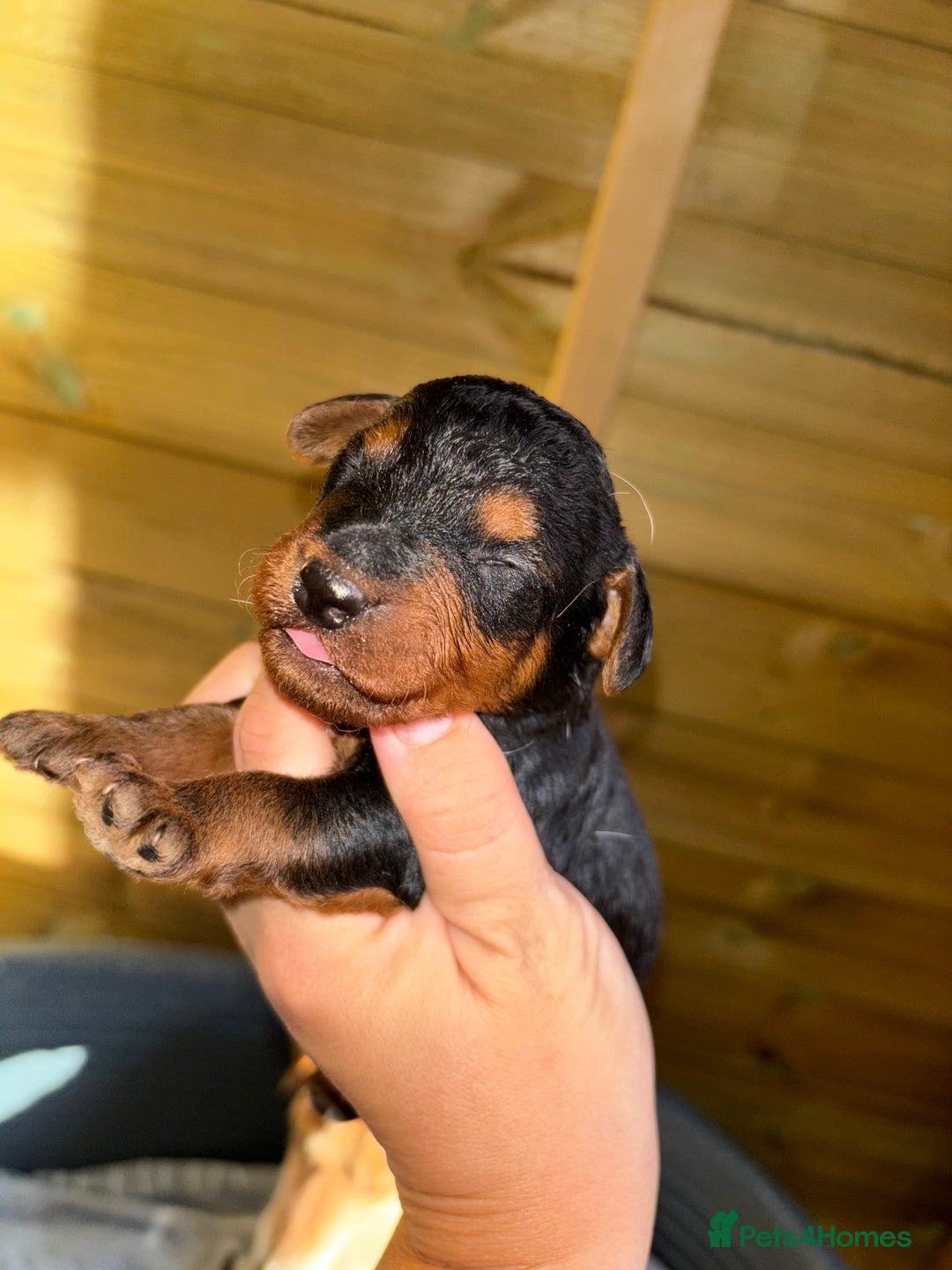 Mixed Breed dogs for sale: Foxipoo puppy’s  - Image 5