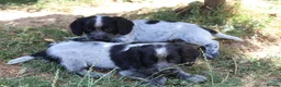 Cocker Spaniel dogs for sale: Working cockers  - Advert 3