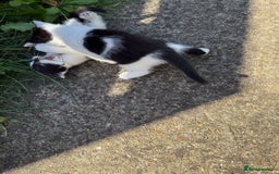 Mixed Breed cats for sale: Black and white kittens  - Image 6