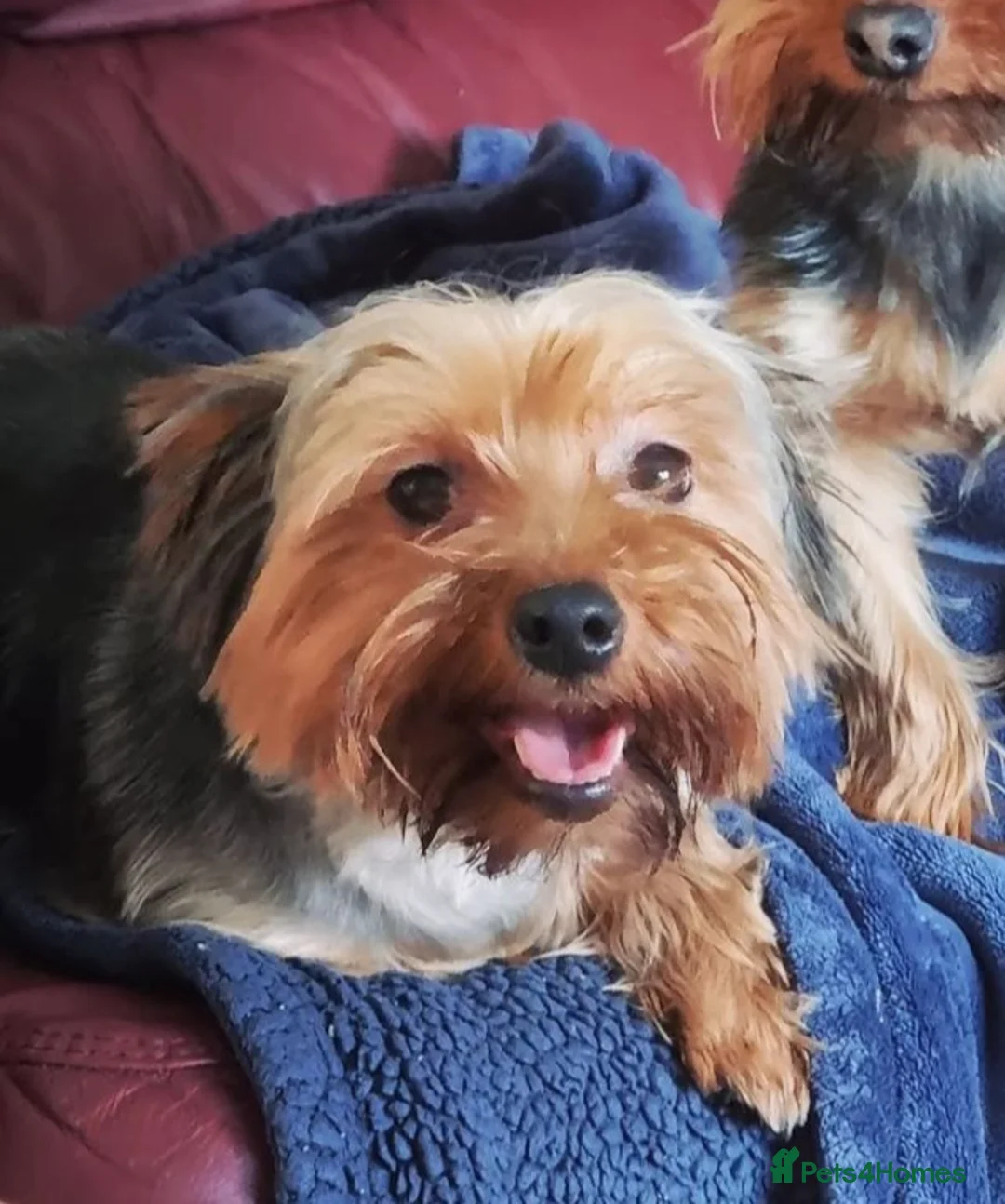 Yorkshire Terrier dogs for sale: Beautiful yorkshire terrier puppies for sale  - Advert 2