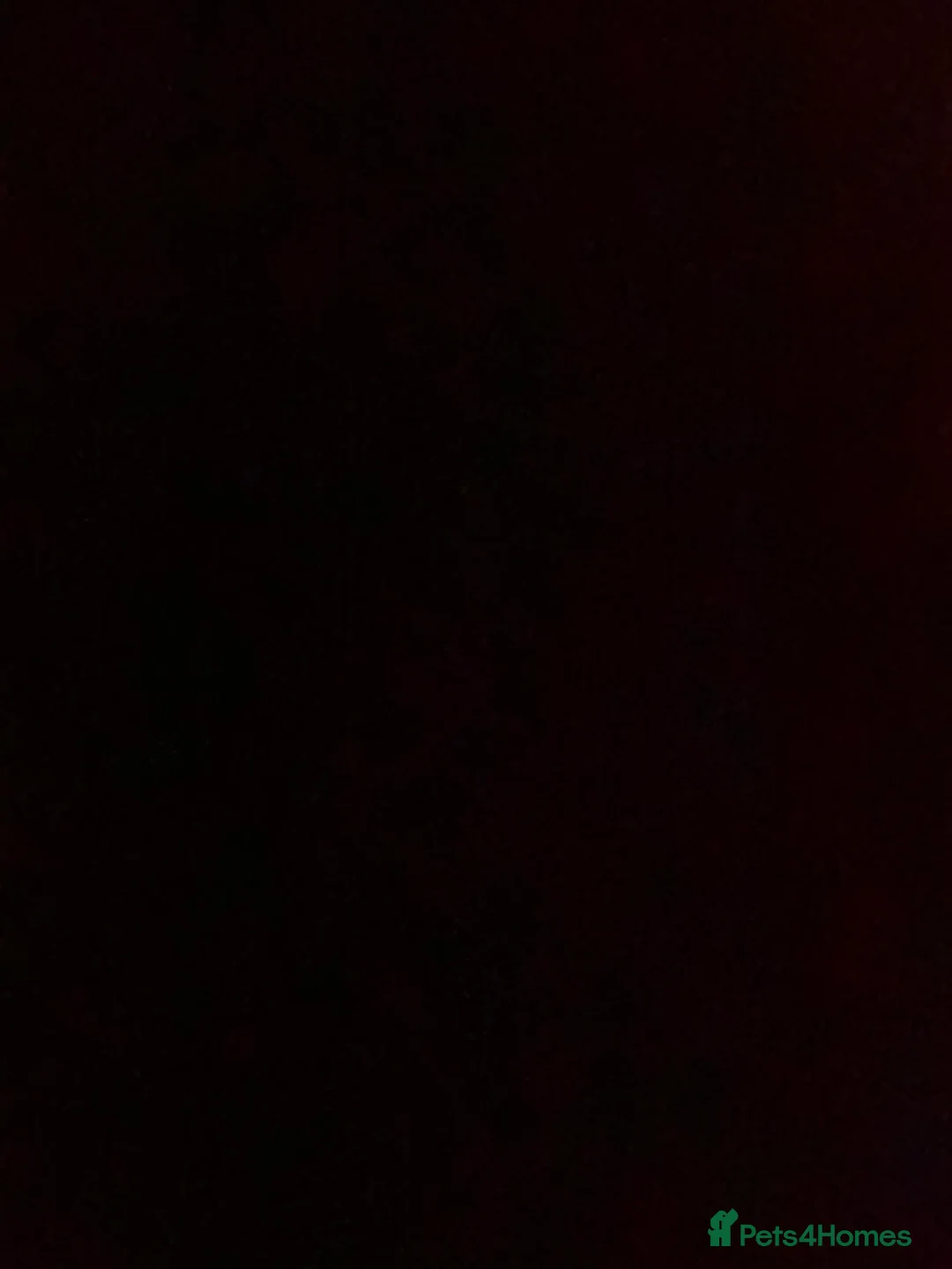 Border Collie dogs for sale: Border collie  in Worthing - Advert 2