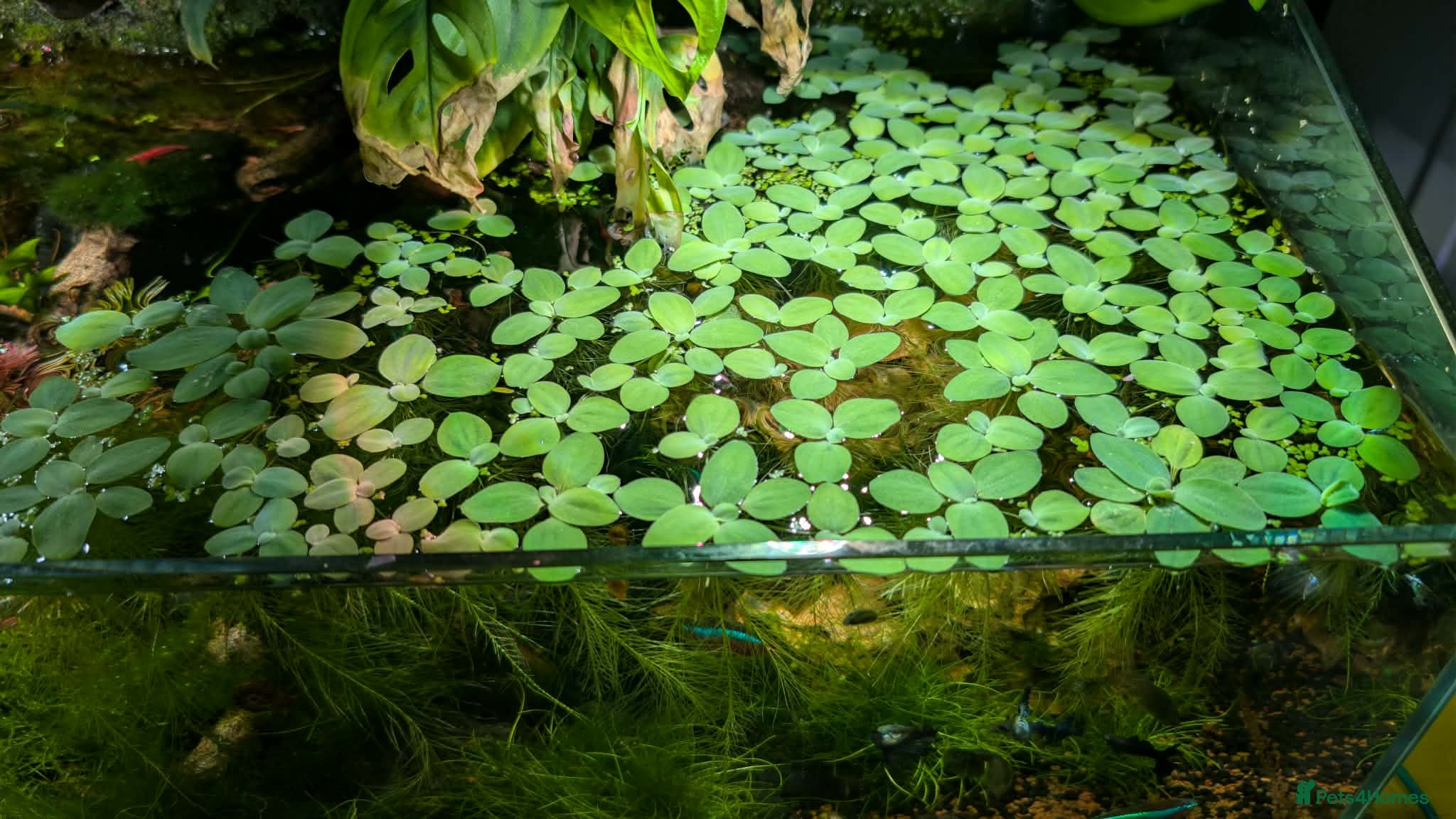 Platies fish Water lettuce Pistia Stratiotes Floati Plants - Advert 7