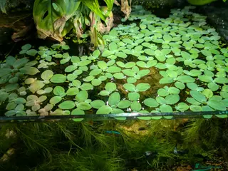 Platies fish Water lettuce Pistia Stratiotes Floati Plants - Advert 7