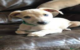 Whippet dogs for sale: Kc registered blue fawn whippets  - Image 6