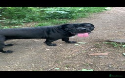 Cane Corso dogs for sale: Cane Corso puppies - Image 10