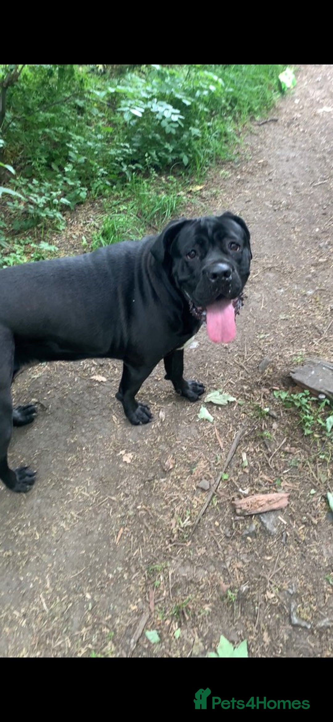 Cane Corso dogs for sale: Cane Corso puppies - Image 10