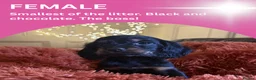 Cocker Spaniel dogs for sale: Beautiful cocker spaniel pups for loving homes  - Advert 7