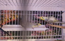 Budgerigars birds for sale: Blackface  - Advert 2