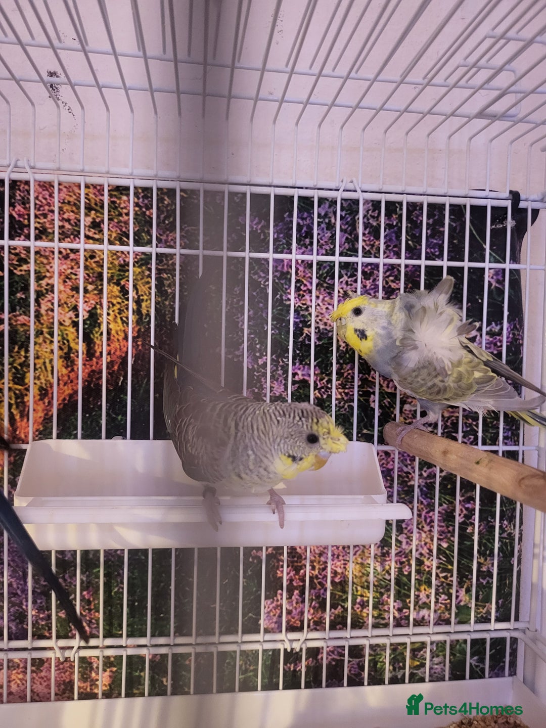 Budgerigars birds for sale: Blackface  - Advert 2