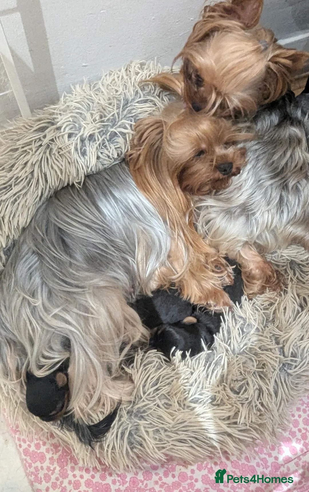 Yorkshire Terrier dogs for sale: 👉Yorkshire Terrier Pups–KC Lines, Health Checked - Advert 2