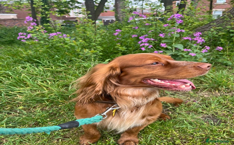 Cocker Spaniel dogs in Darlington - Advert 1