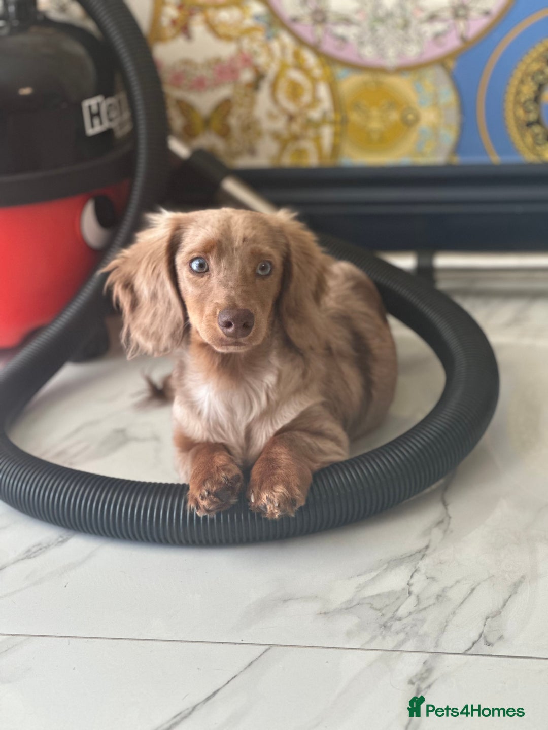 Miniature Dachshund dogs for stud: Chocolate Dapple mini dachshund stud  - Advert 9