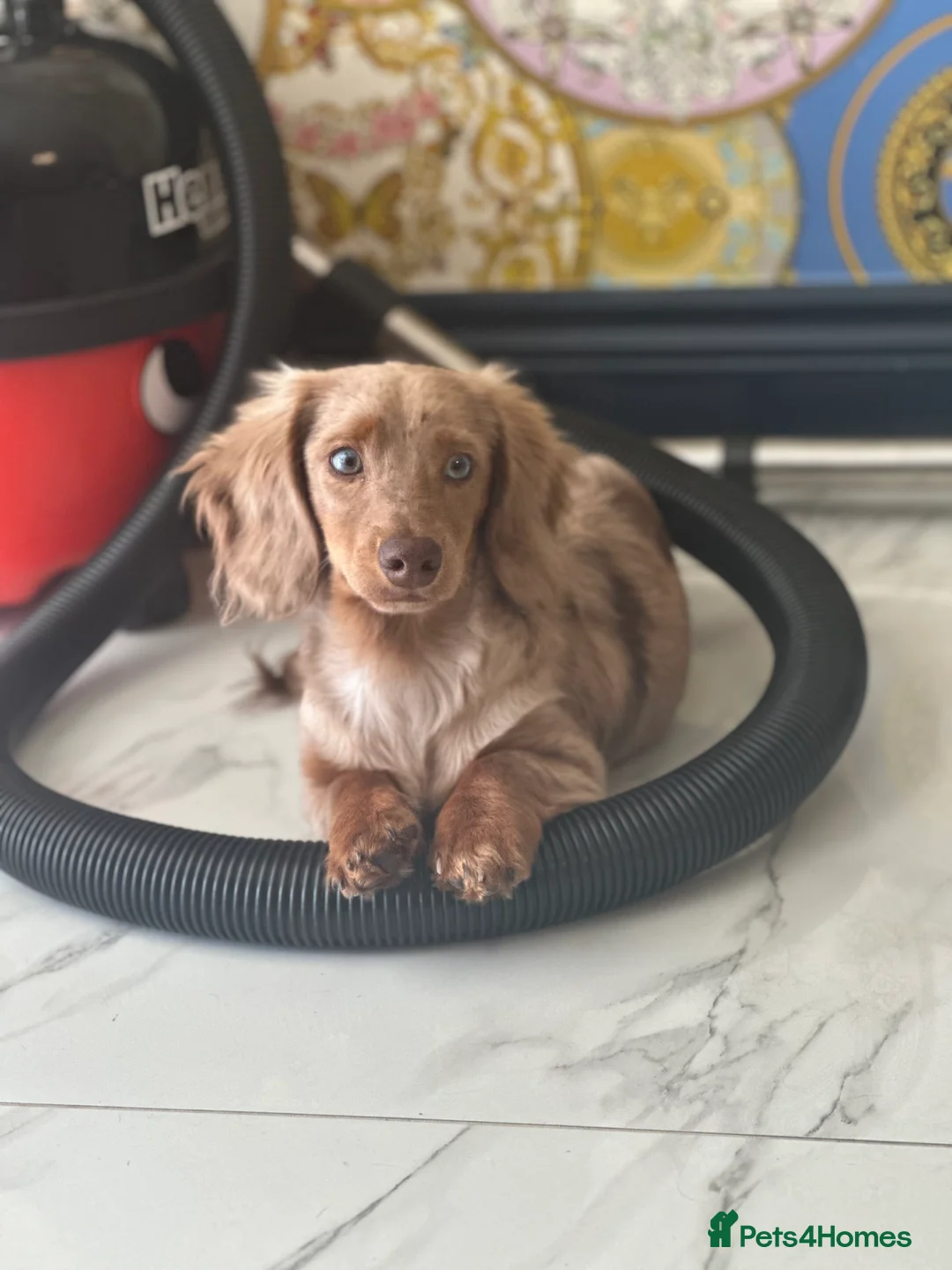 Miniature Dachshund dogs for stud: Chocolate Dapple mini dachshund stud  - Advert 9