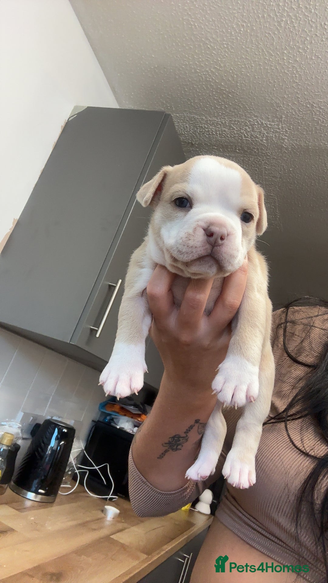 Mixed Breed dogs for sale: Pocket bully x old English bulldogge - Image 6