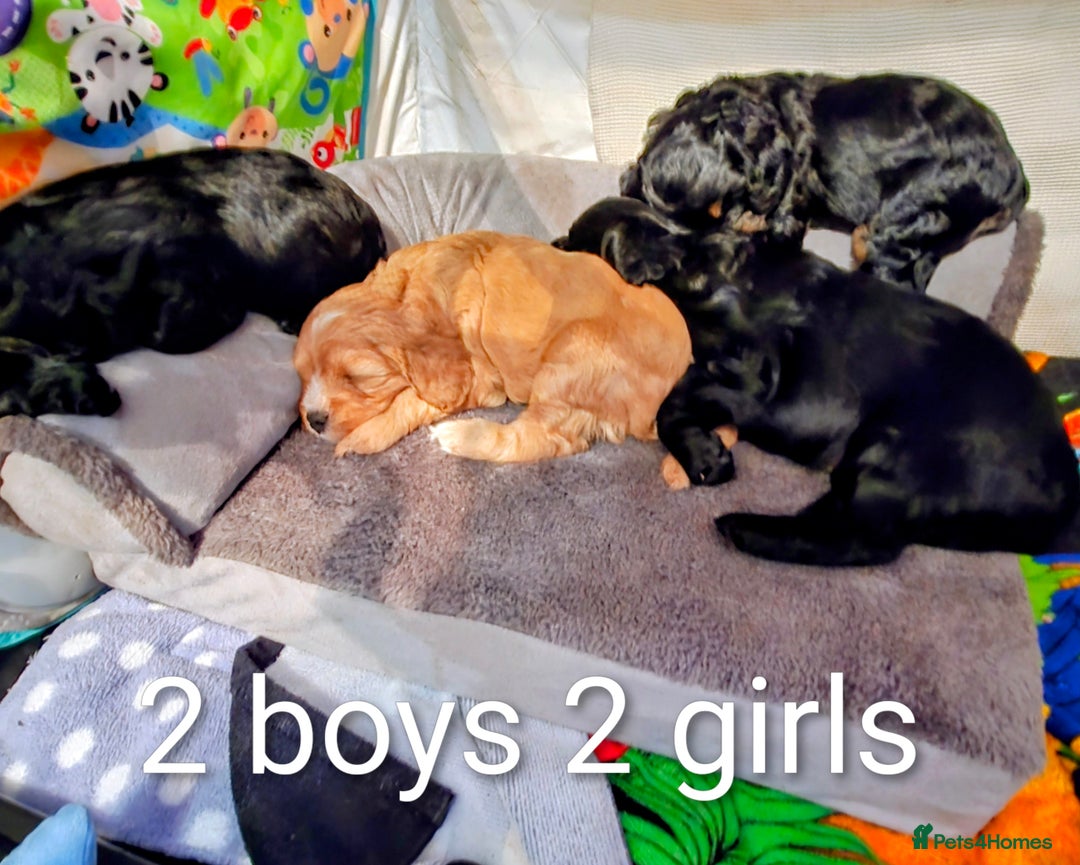 Cavapoo dogs for sale: Teddy bear F1 caverpoos  - Image 4
