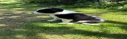 Border Collie dogs for sale: Litter of three striking Border Collie puppies  in Witney - Advert 20