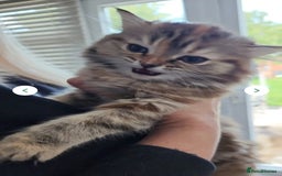 Persian cats for sale: Georgeous Persian Kitten for Sale  - Image 4