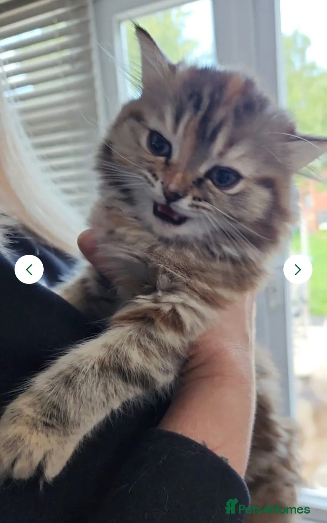 Persian cats for sale: Georgeous Persian Kitten for Sale  - Image 4