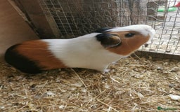 Guinea Pig rodents for sale: Bonded pair of guinea pigs - Image 1