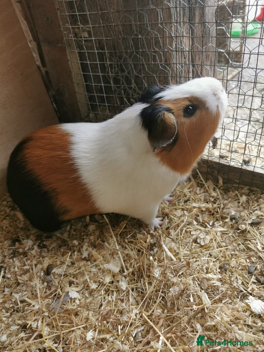 Guinea Pig rodents for sale: Bonded pair of guinea pigs - Image 1