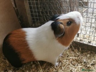 Guinea Pig rodents - Advert 27