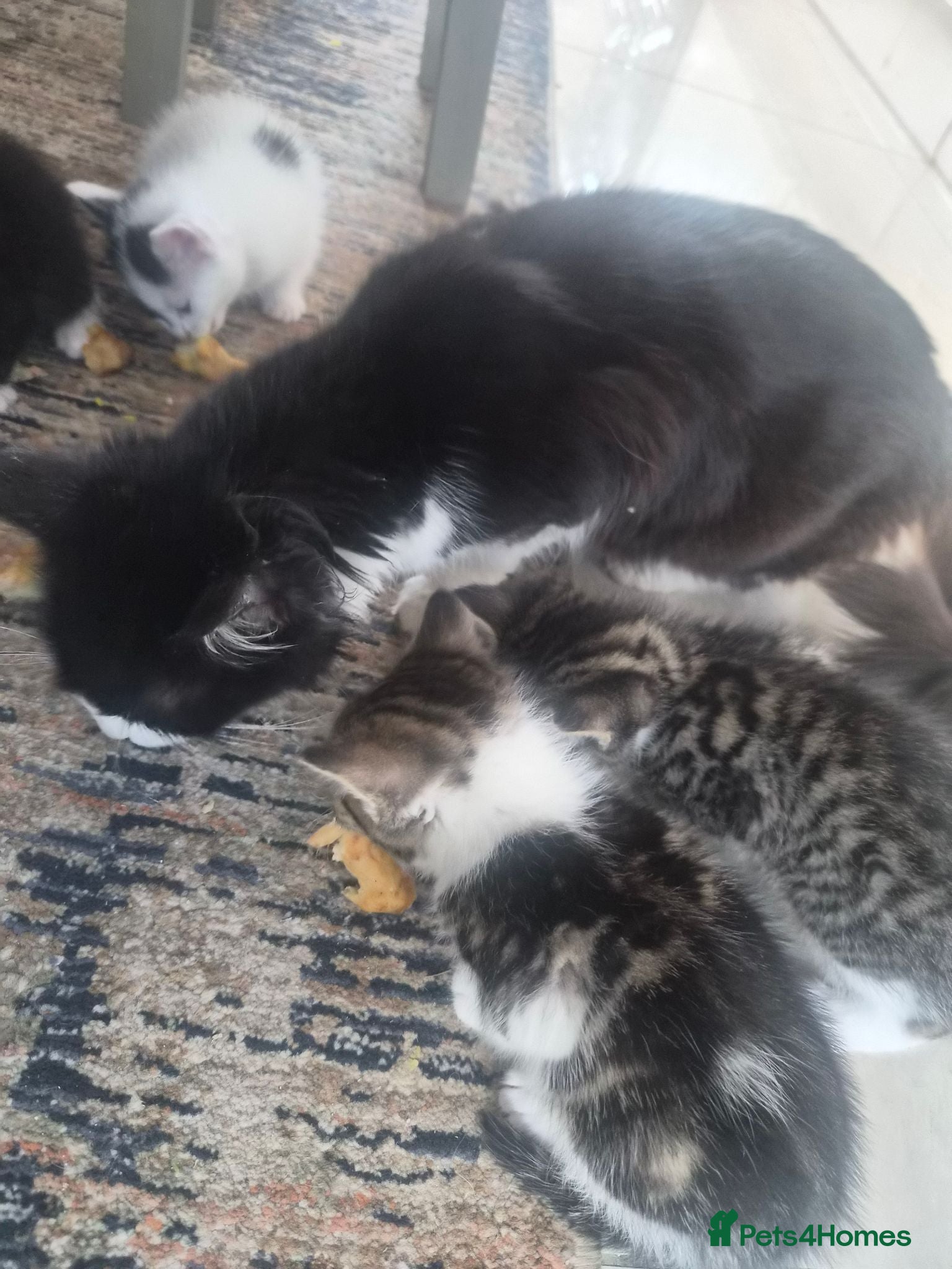 Mixed Breed cats Fluffy fur babies - Advert 1