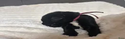 Newfoundland dogs for sale: KC REGISTERED Stunning Newfoundland Puppies in Southminster - Advert 7