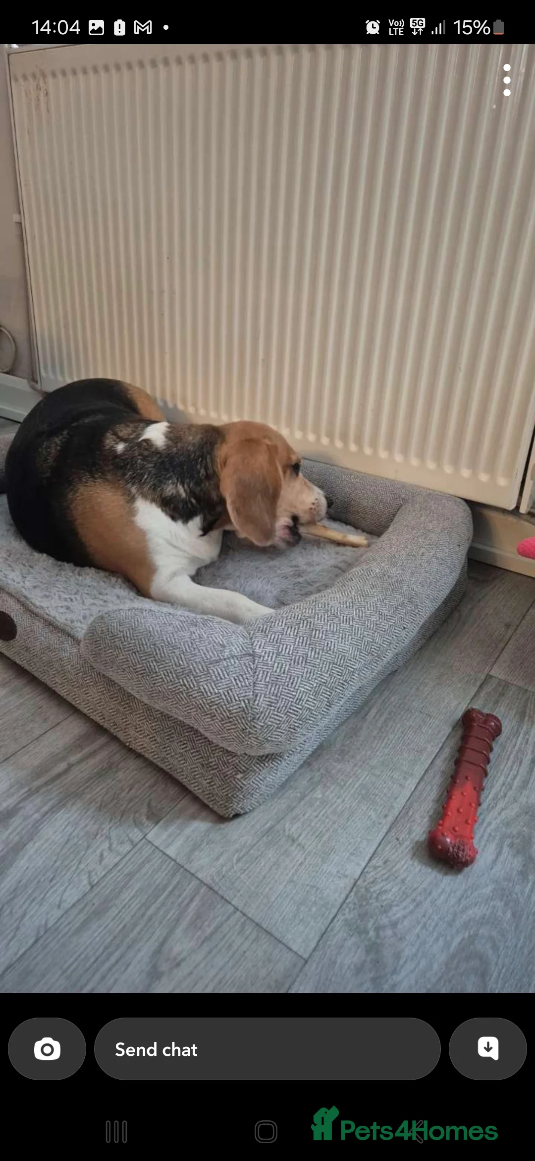 Beagle dogs for sale: Female beagle  - Advert 4
