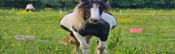 Irish Cob horses for sale: 14.2 5 year old mare in Stamford - Advert 7