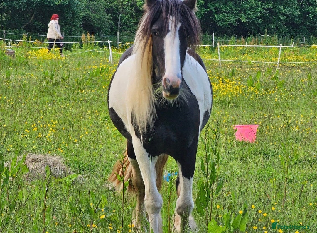 Irish Cob horses for sale: 14.2 5 year old mare in Stamford - Advert 7