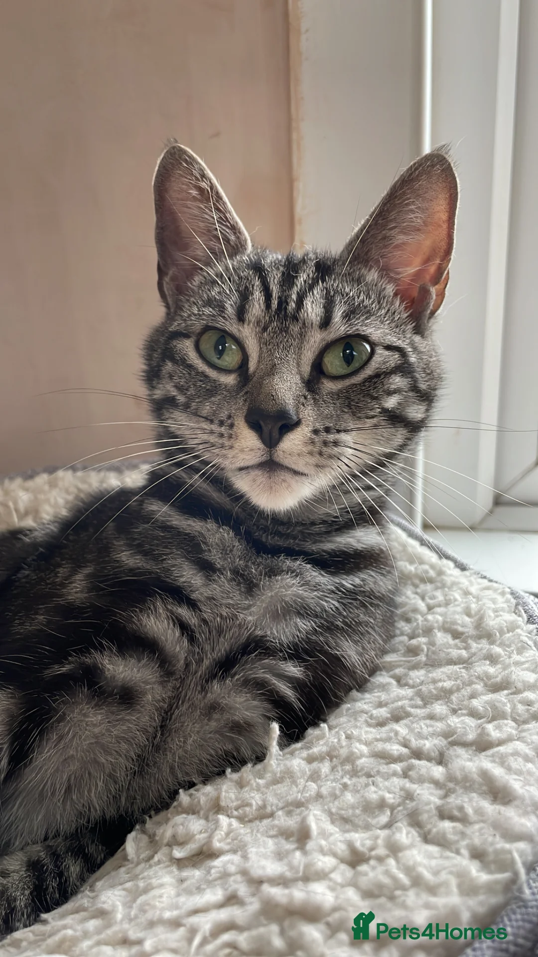 Domestic Shorthair cats for adoption: Ember, stunning tabby girl  in Basingstoke - Advert 1