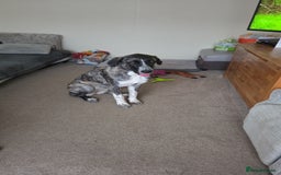 Anatolian Shepherd dogs for sale: Such a softy - Advert 2