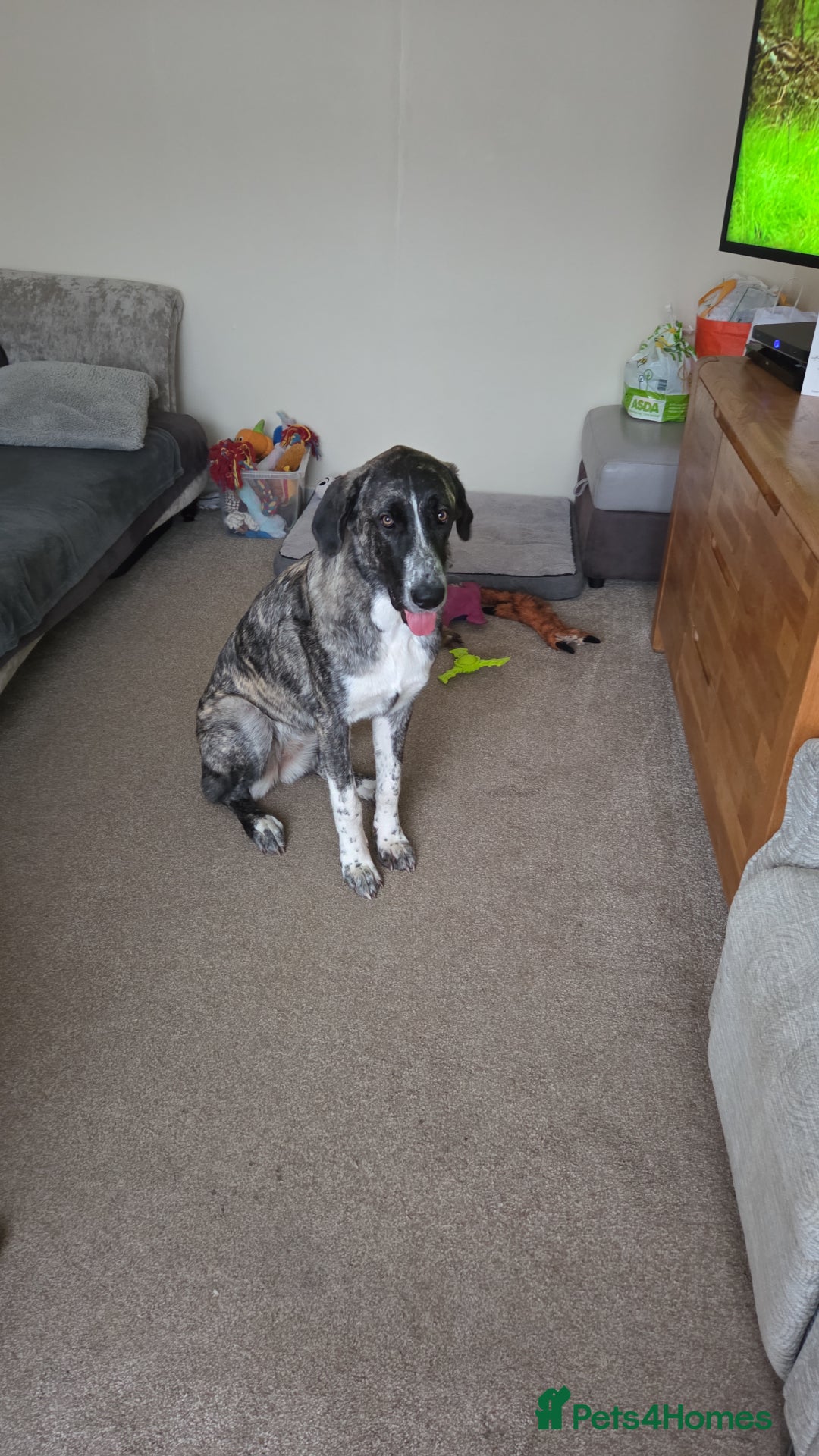 Anatolian Shepherd dogs for sale: Such a softy - Advert 2