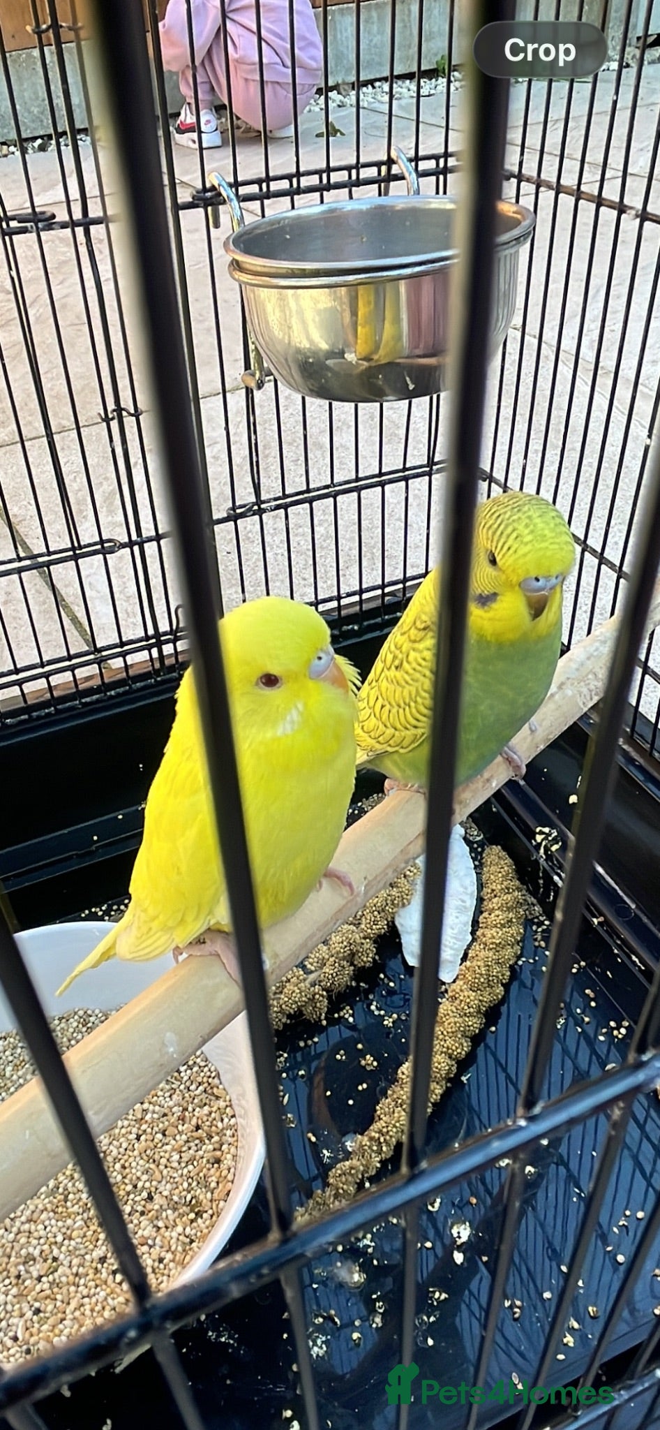 Budgerigars birds 2 budgies + cage + some food for sale - Advert 1